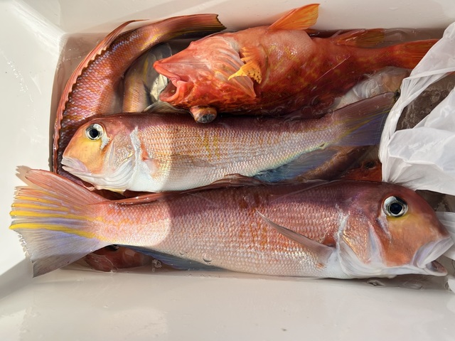 アマダイ(アカアマダイ)