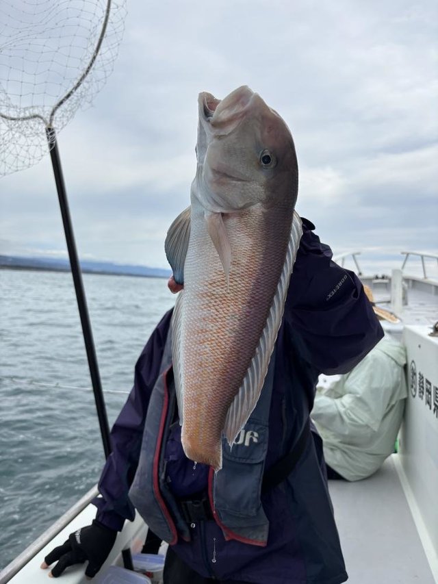 アマダイ(アカアマダイ)