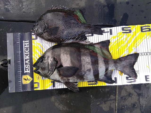 イシダイ・イシガキダイ