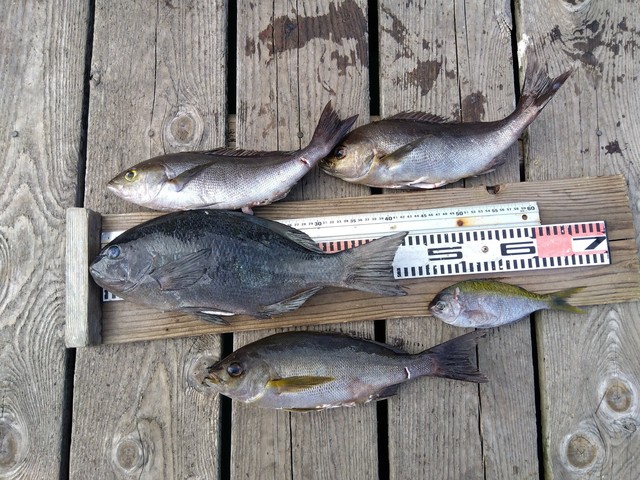 クチブトグレ(メジナ)・イサキ