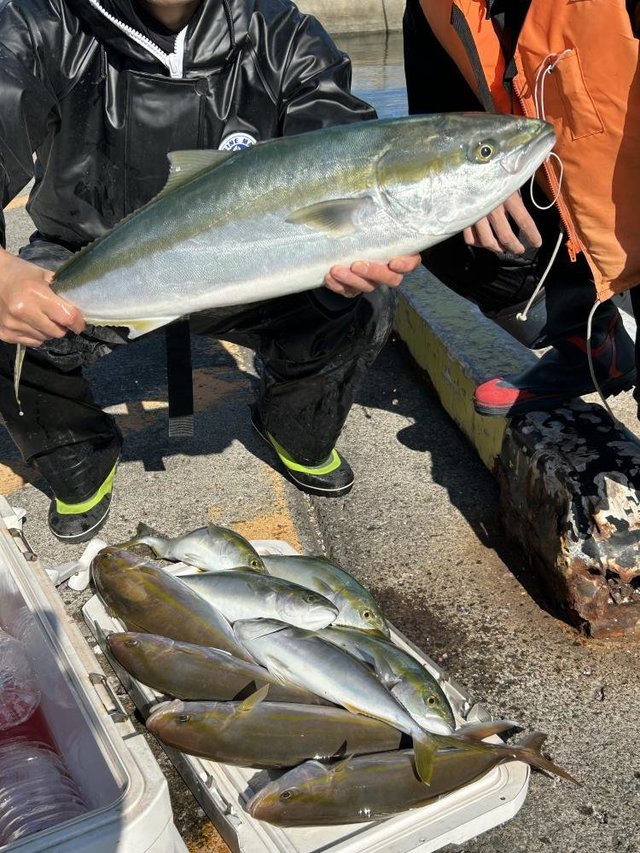 イナダ(ブリ)・カンパチ