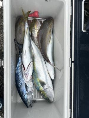 ブリ・カンパチ・シオ(カンパチ)・ヤイトガツオ(スマ)