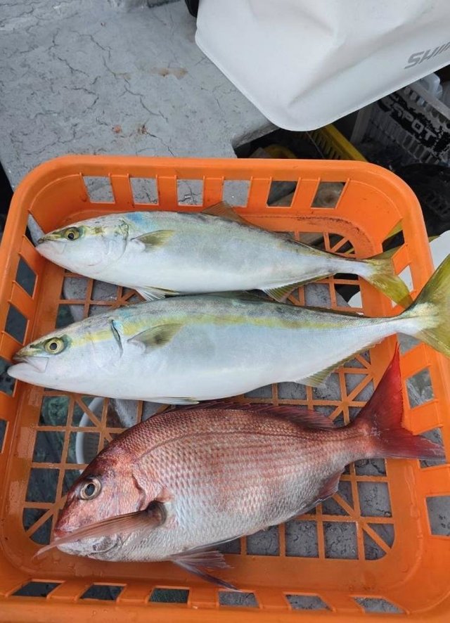 マダイ・イナダ(ブリ)