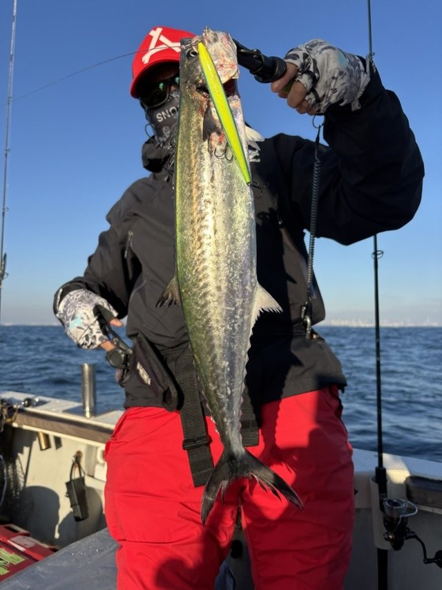 サゴシ(サワラ)