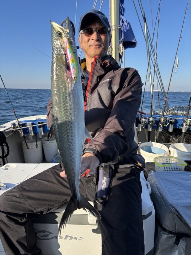 サゴシ(サワラ)