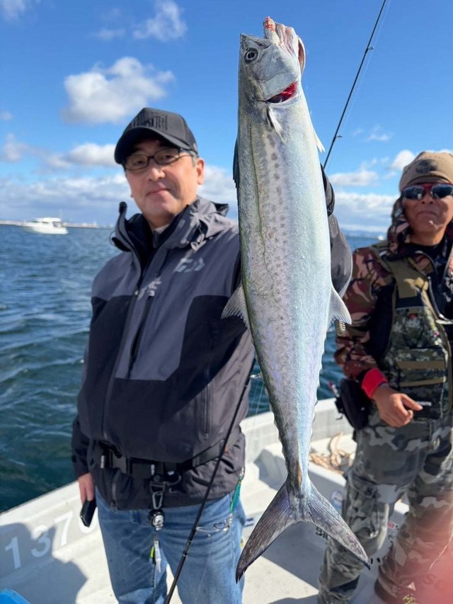 サゴシ(サワラ)