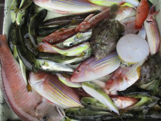 アマダイ(アカアマダイ)・イトヨリ(イトヨリダイ)・ホウボウ・カワハギ・サバフグ(シロサバフグ)