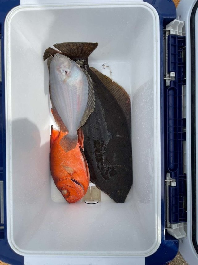 キントキ(チカメキントキ)・ヒラメ