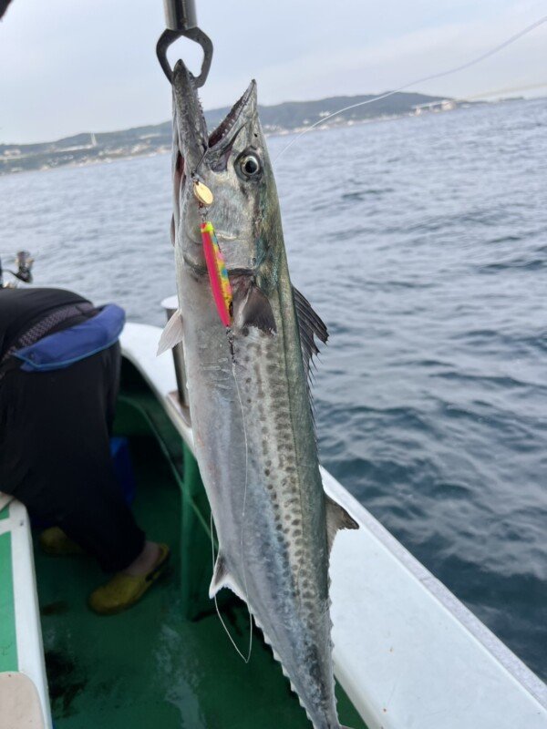 サゴシ(サワラ)