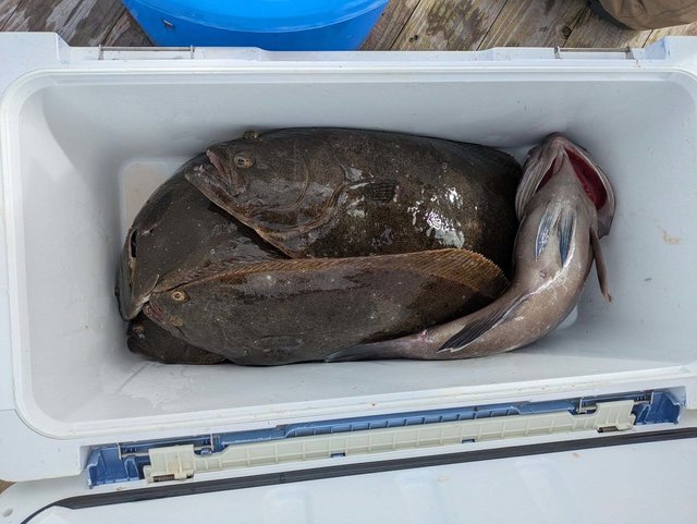 マハタ・ヒラメ