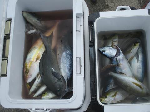 マダイ・メジナ・カンパチ・イサキ