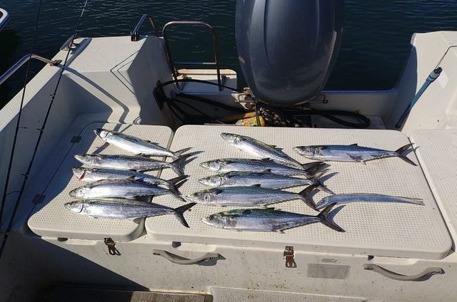 サゴシ(サワラ)・タチウオ