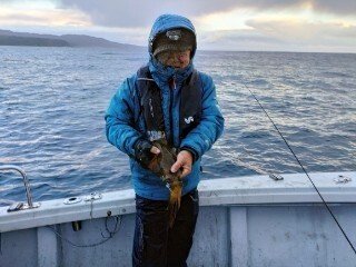 アオリ(アオリイカ)