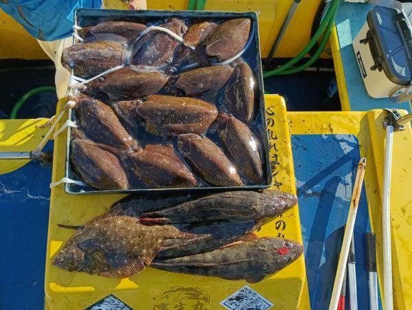 マゴチ・ヒラメ・カミナリイカ