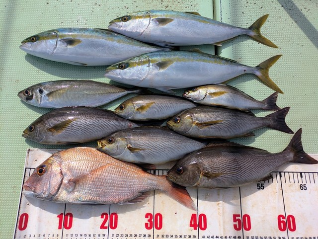 タイ(マダイ)・アジ(マアジ)・ツバス(ブリ)・イサギ(イサキ)