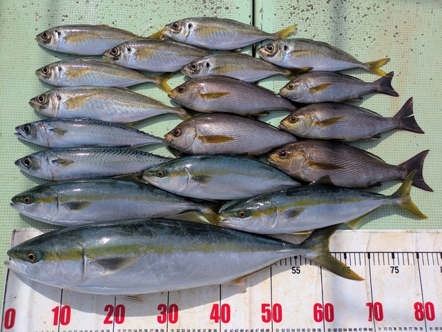 アジ(マアジ)・ツバス(ブリ)・メジロ(ブリ)・イサギ(イサキ)・マサバ