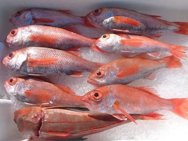 アカムツ・ホウボウ