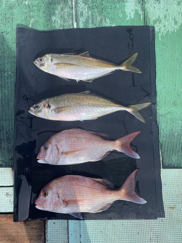 マダイ・マアジ