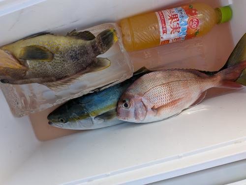 マダイ・アオハタ・イナダ(ブリ)