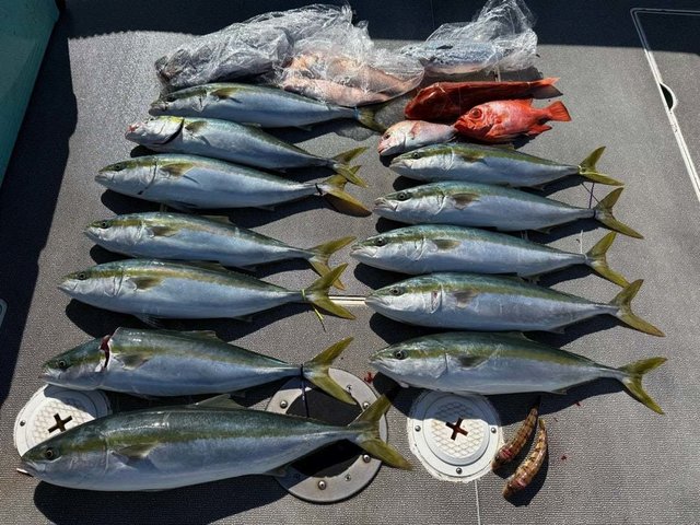 マダイ・ハマチ(ブリ)・キンメダイ