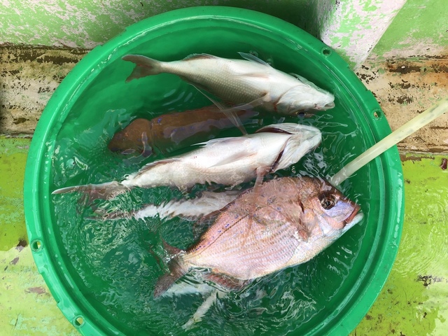 ハナダイ(チダイ)