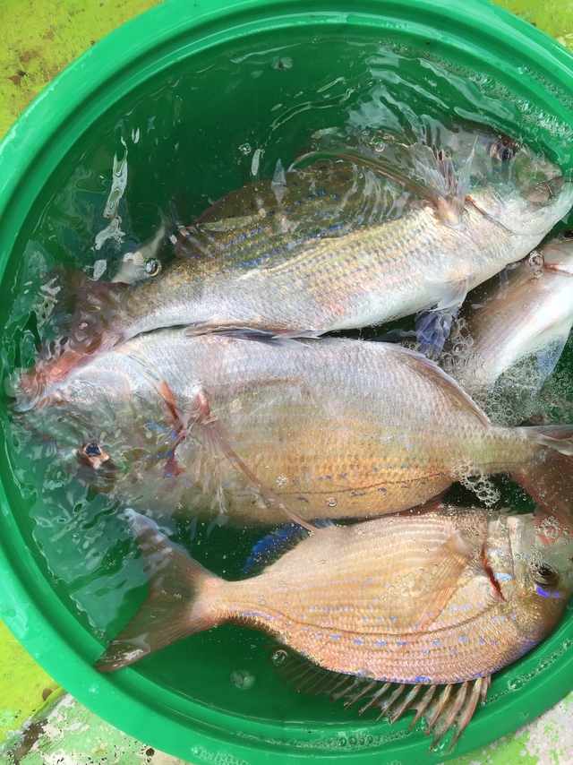 ハナダイ(チダイ)