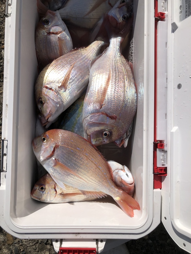 ハナダイ(チダイ)