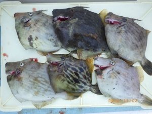 カワハギ