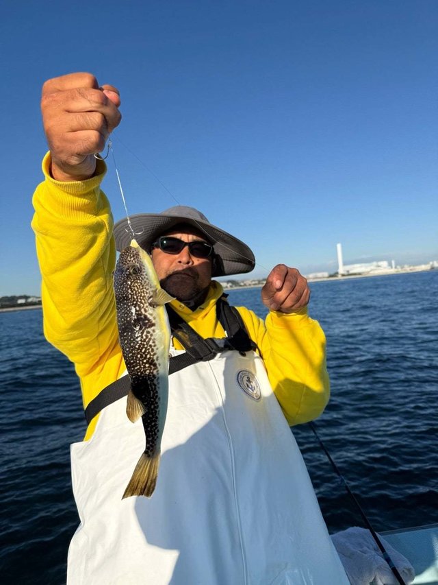 フグ(ショウサイフグ)