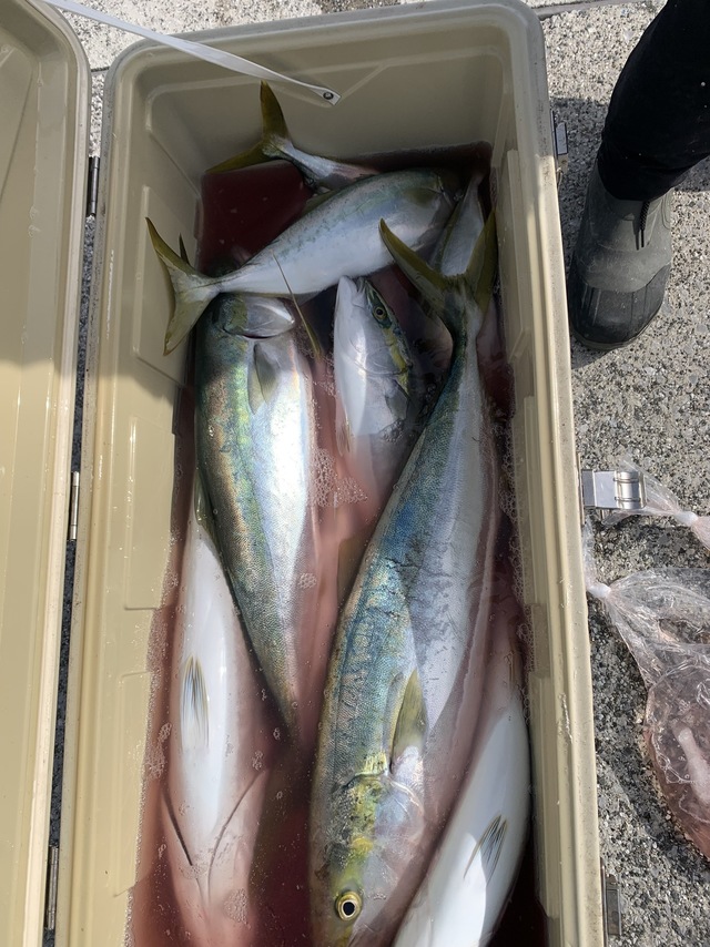 イナダ(ブリ)・ワラサ(ブリ)