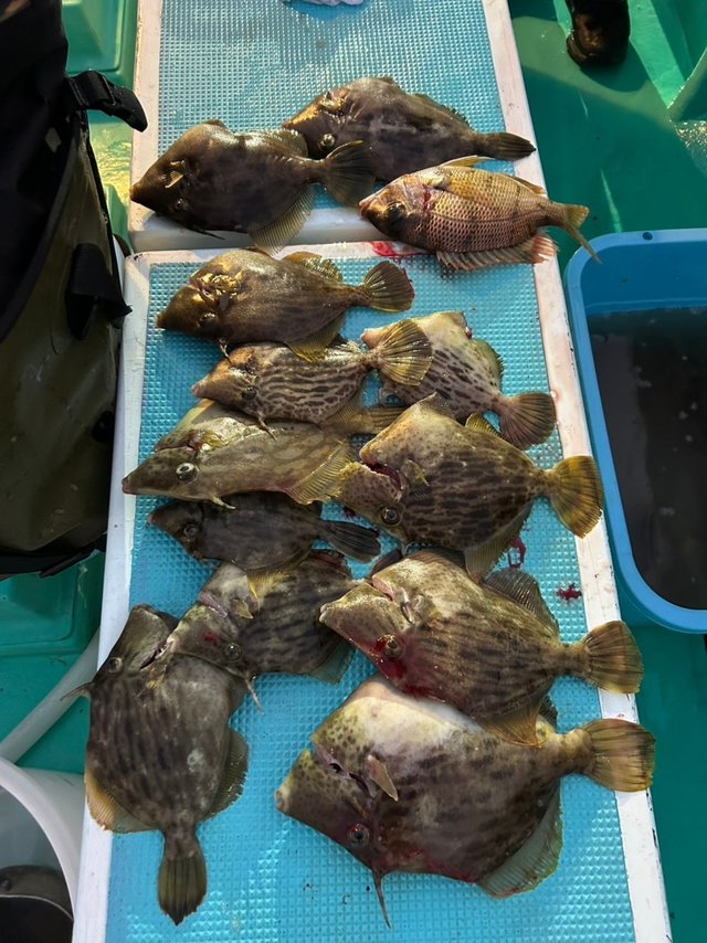 メイチダイ・カワハギ