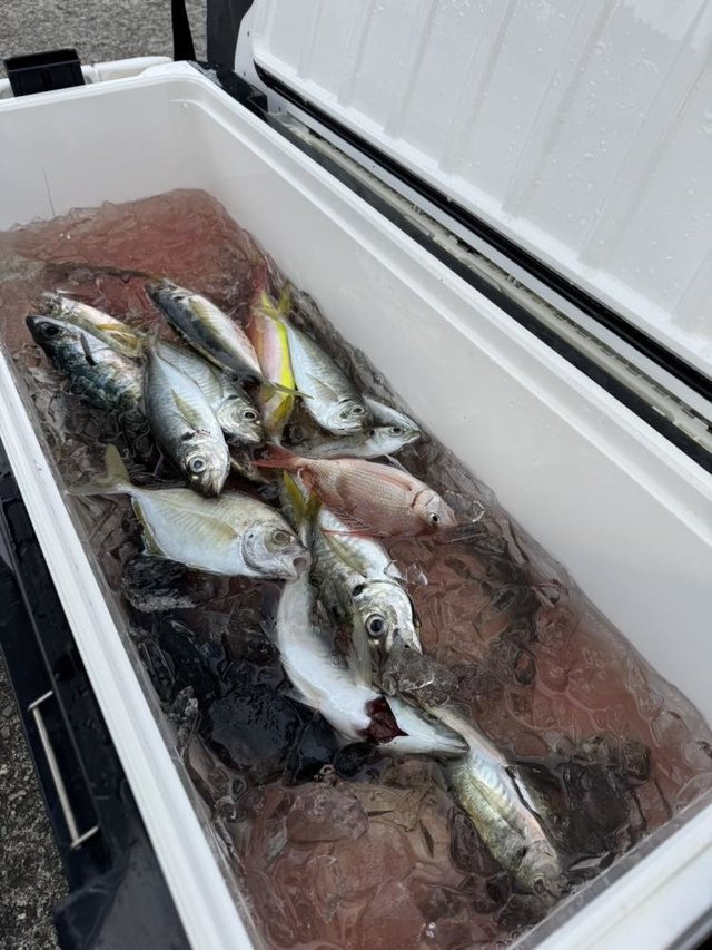 マダイ・アジ(マアジ)・イトヨリ(イトヨリダイ)