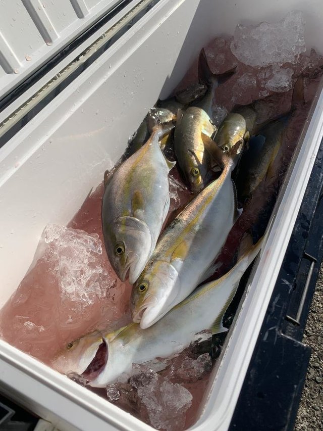 イナダ(ブリ)・カンパチ