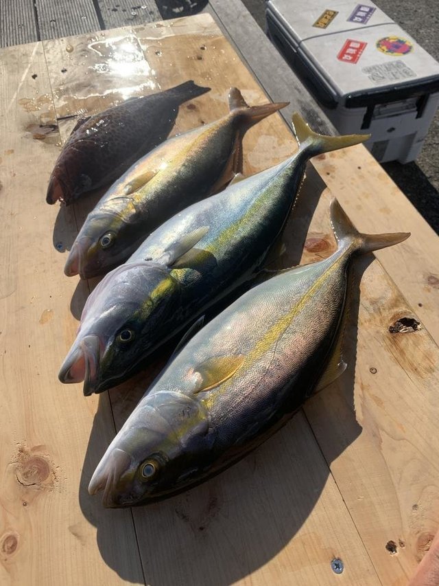 イナダ(ブリ)・カンパチ