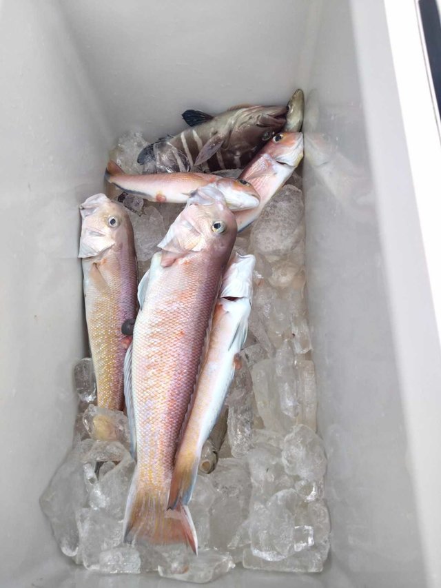 マハタ・アカアマダイ・シロアマダイ