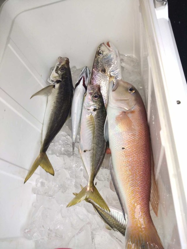 アジ(マアジ)・シロアマダイ・イシモチ(シログチ)