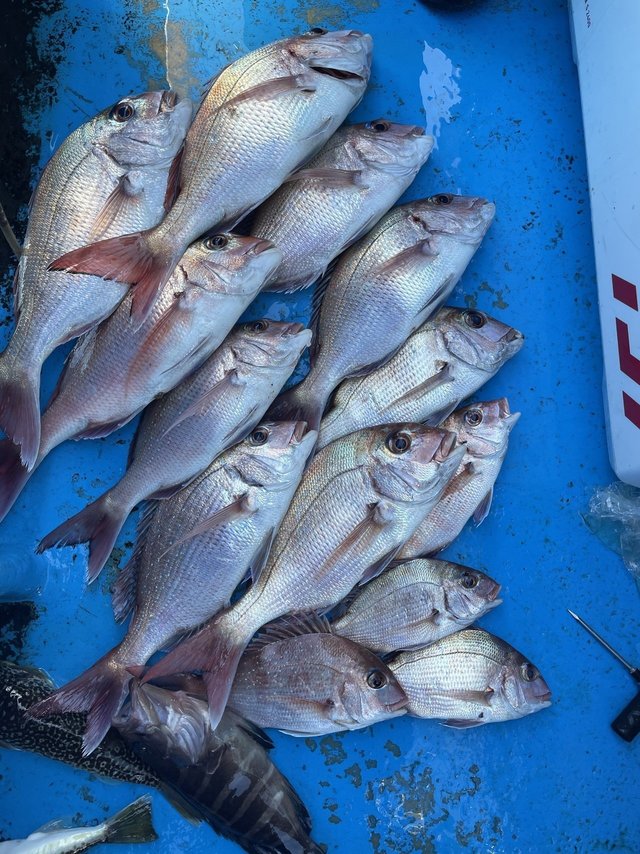 マダイ・マハタ