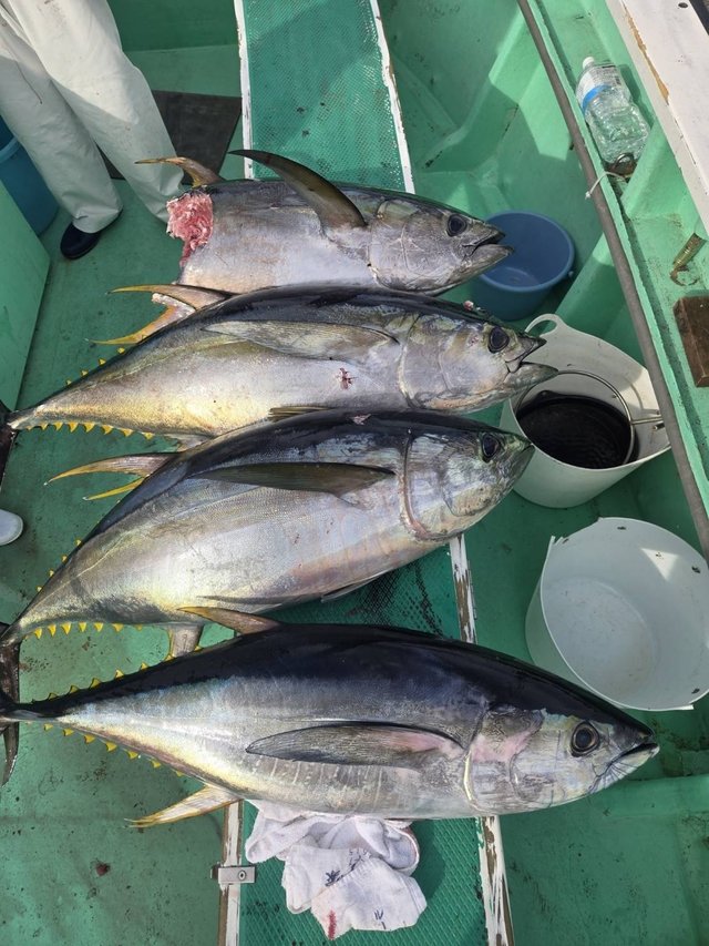 マグロ(キハダ)