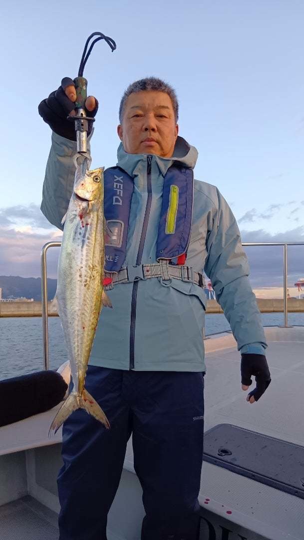 サゴシ(サワラ)