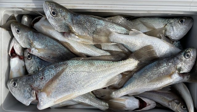 イシモチ(シログチ)