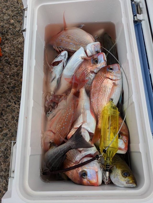 ハナダイ(チダイ)・イサキ