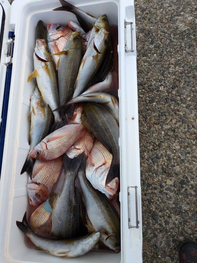 ハナダイ(チダイ)・イサキ