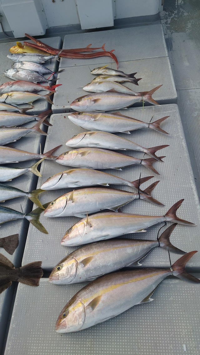 ヤズ(ブリ)・カンパチ