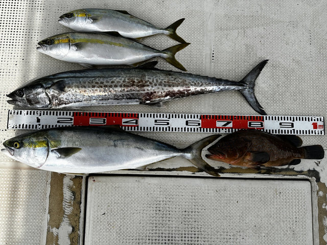 アコウ(キジハタ)・メジロ(ブリ)・サワラ