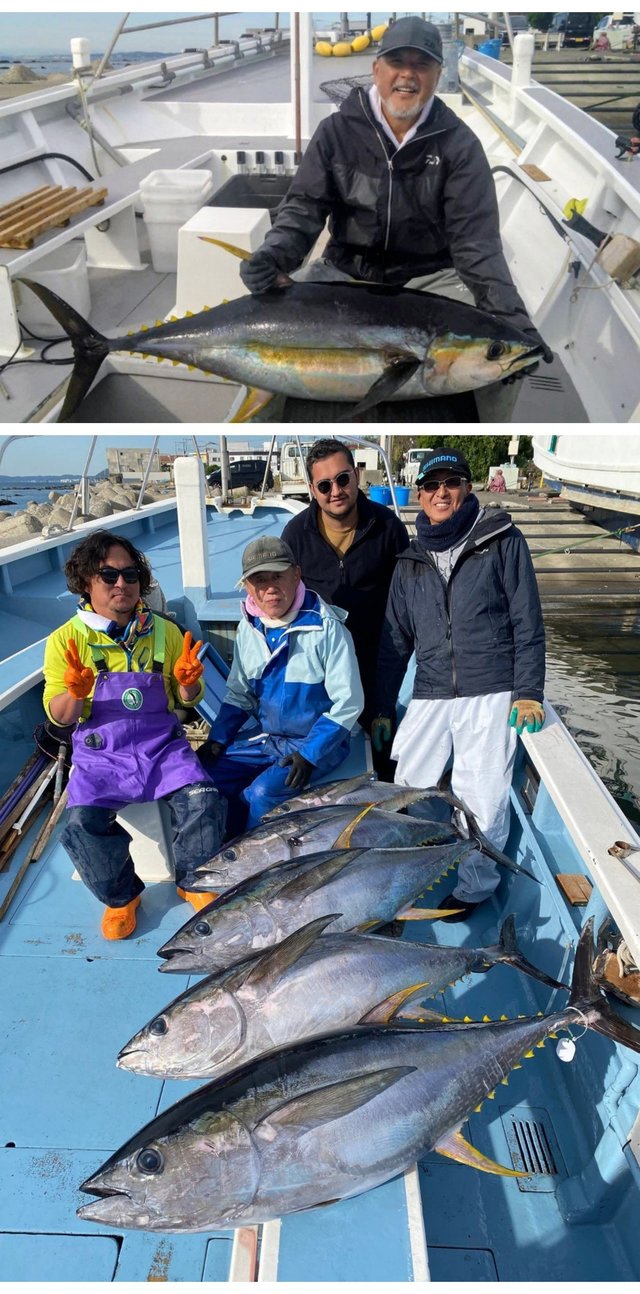 キハダマグロ(キハダ)