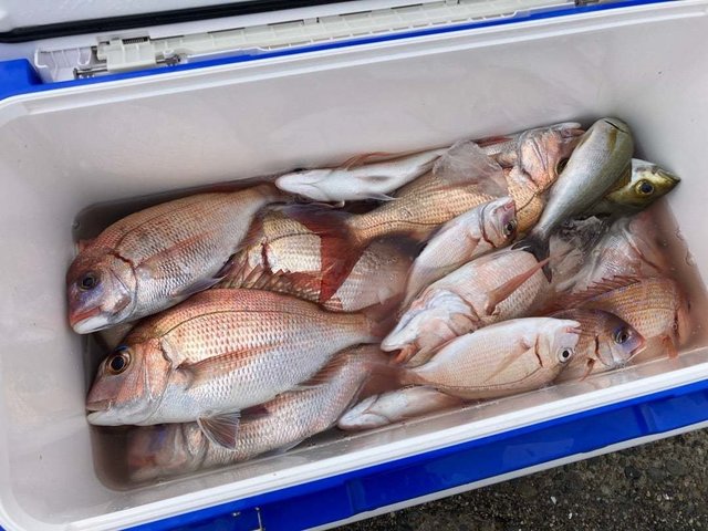 マダイ・ハナダイ(チダイ)・イサキ