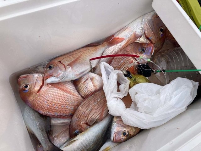 ハナダイ(チダイ)・イサキ