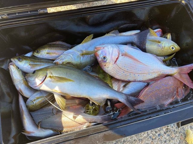 ハナダイ(チダイ)・イナダ(ブリ)・イサキ