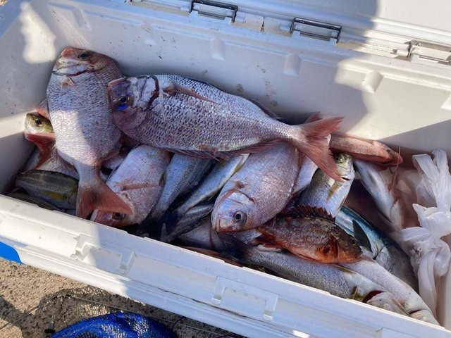 マダイ・ハナダイ(チダイ)・カサゴ