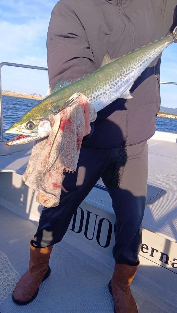 サゴシ(サワラ)